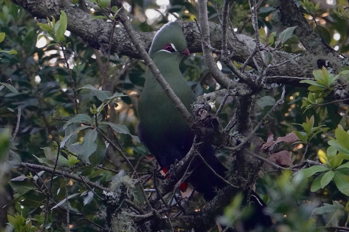 Knysna Turaco (Northern) - ML642129065