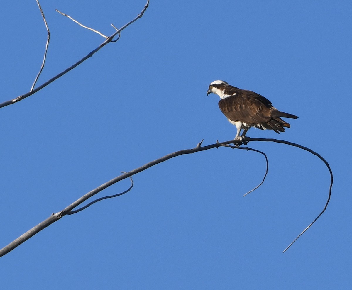 Osprey - ML642129067