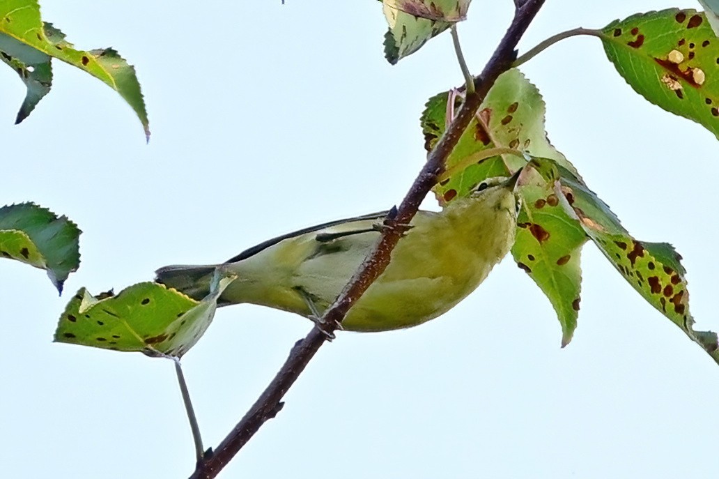Paruline obscure - ML642129094