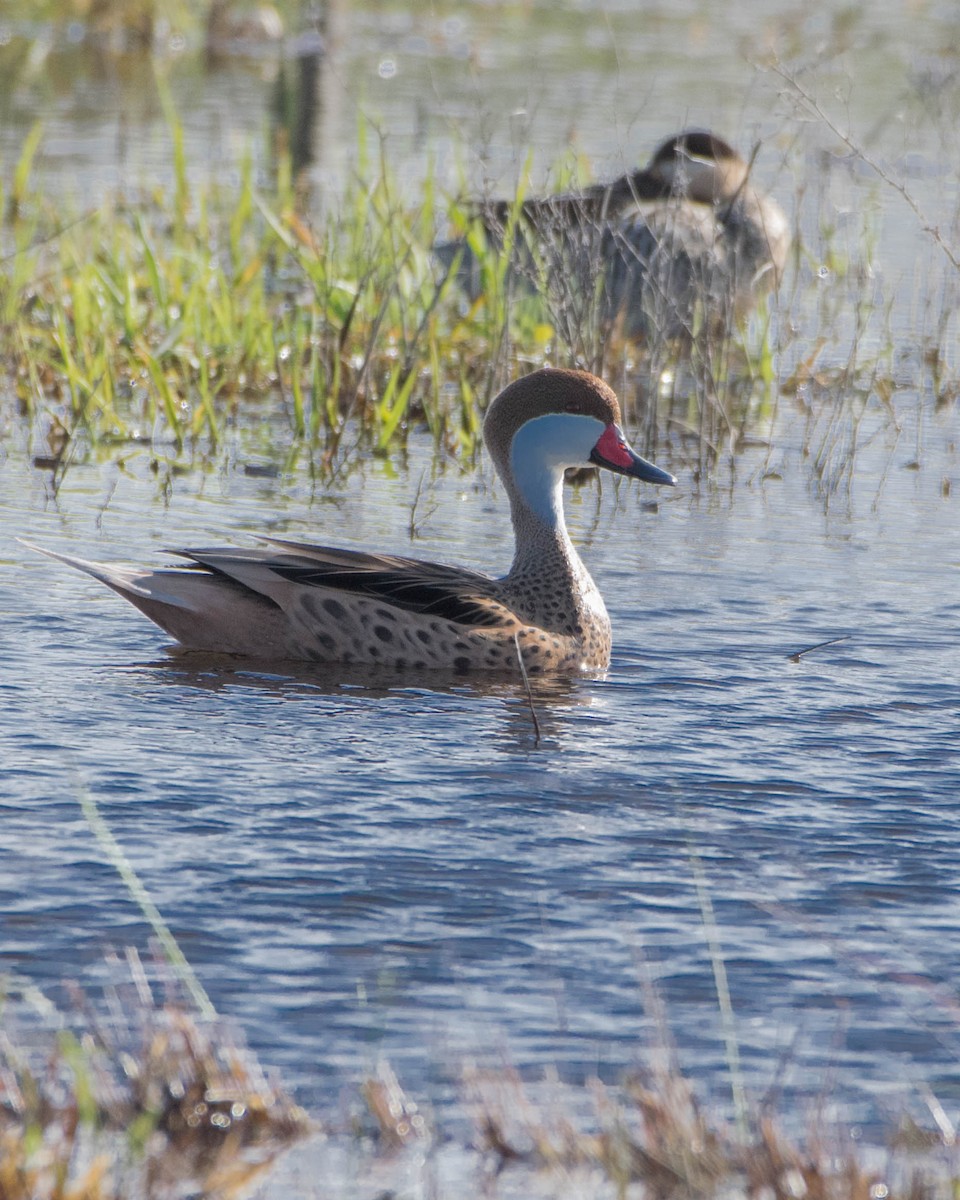 Canard des Bahamas - ML642129097