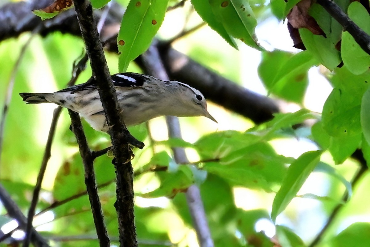 Paruline noir et blanc - ML642129104
