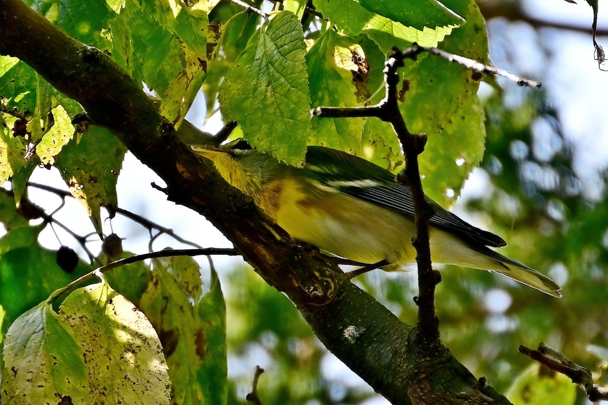 Paruline à collier - ML642129111