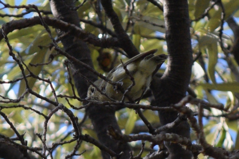 Hutton's Vireo - ML642129113