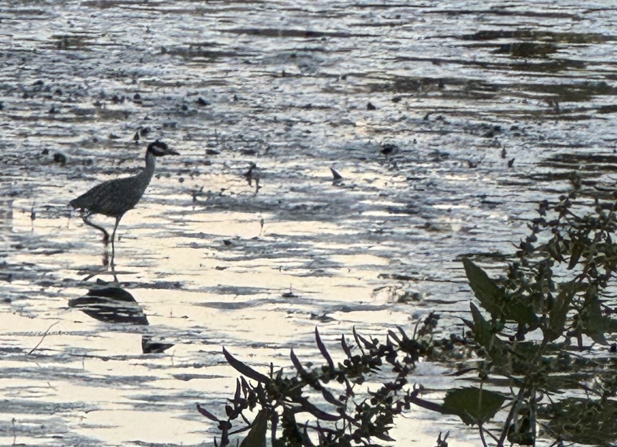Yellow-crowned Night Heron - ML642129119