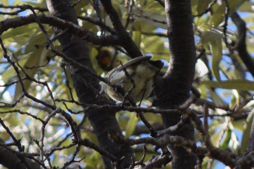Hutton's Vireo - ML642129120