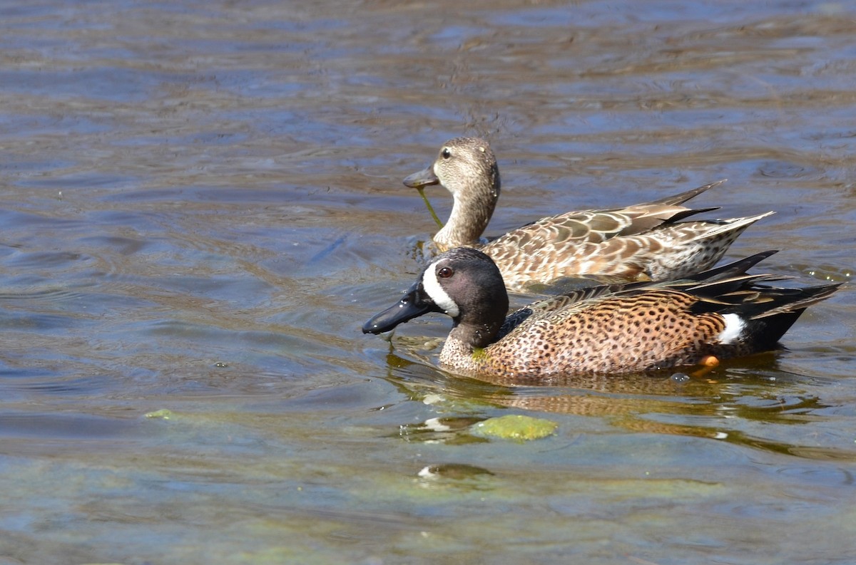 Blue-winged Teal - ML642129127