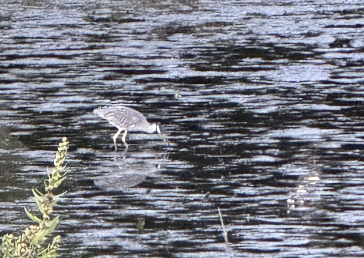 Yellow-crowned Night Heron - ML642129128