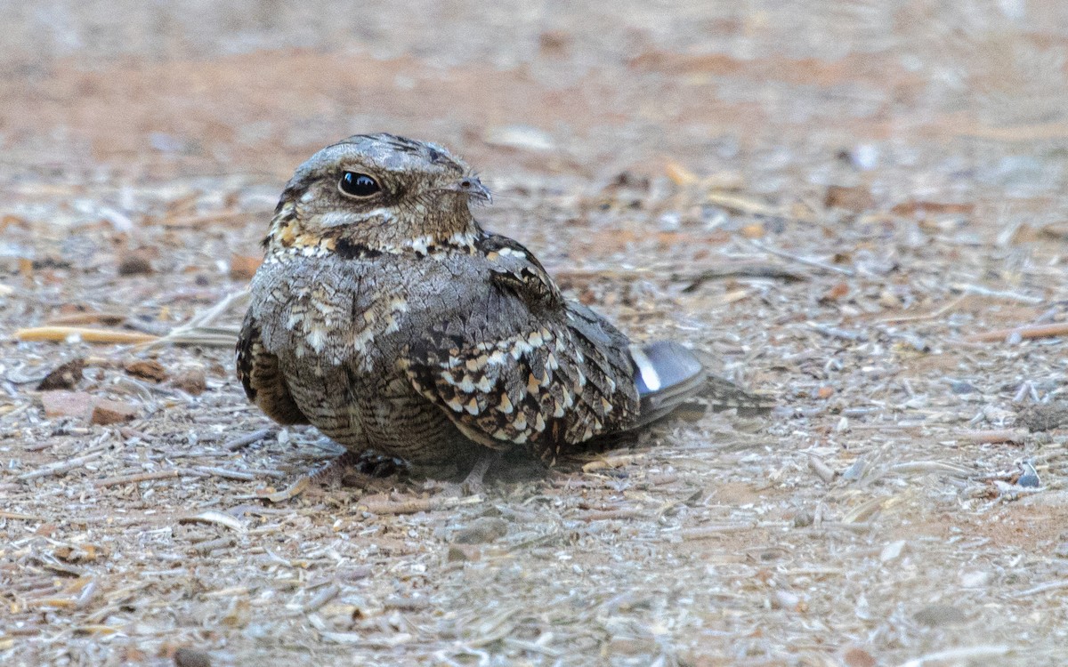 Red-necked Nightjar - ML642129138