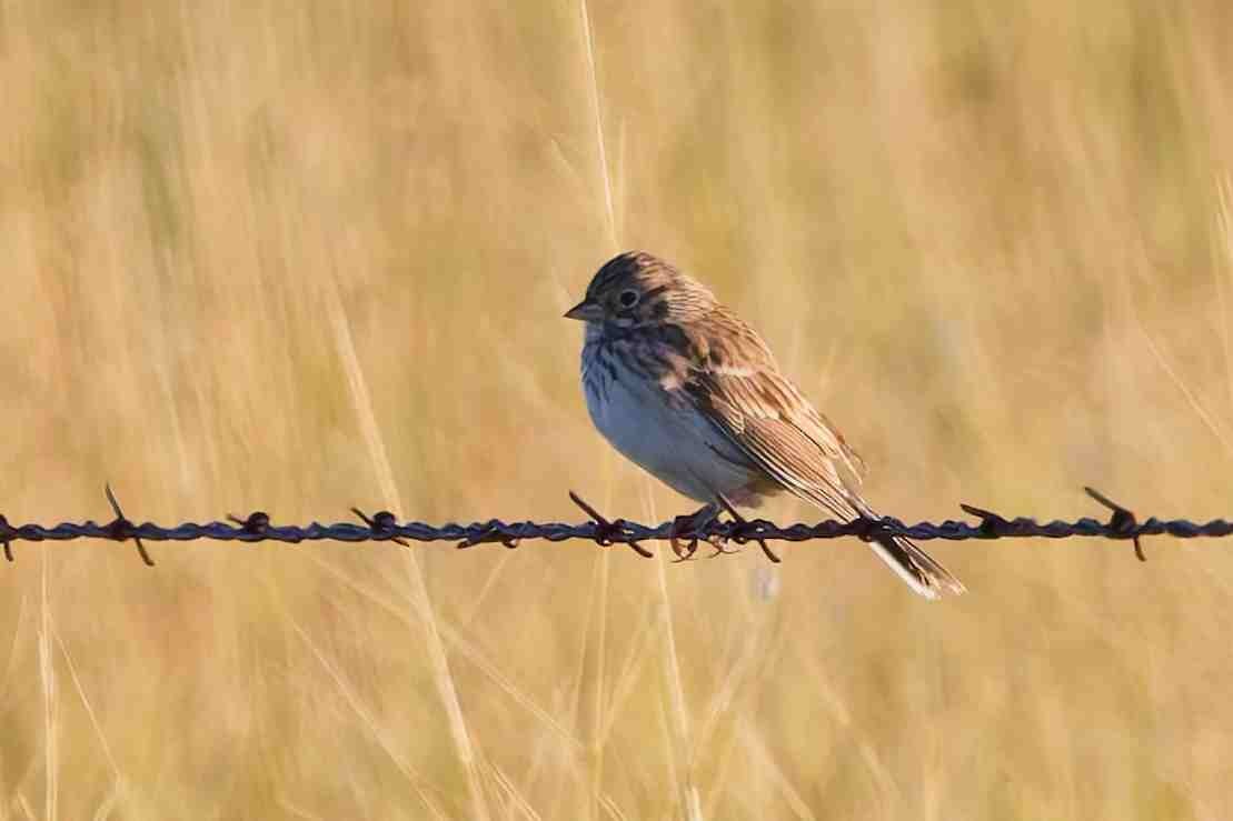 Vesper Sparrow - ML642129141