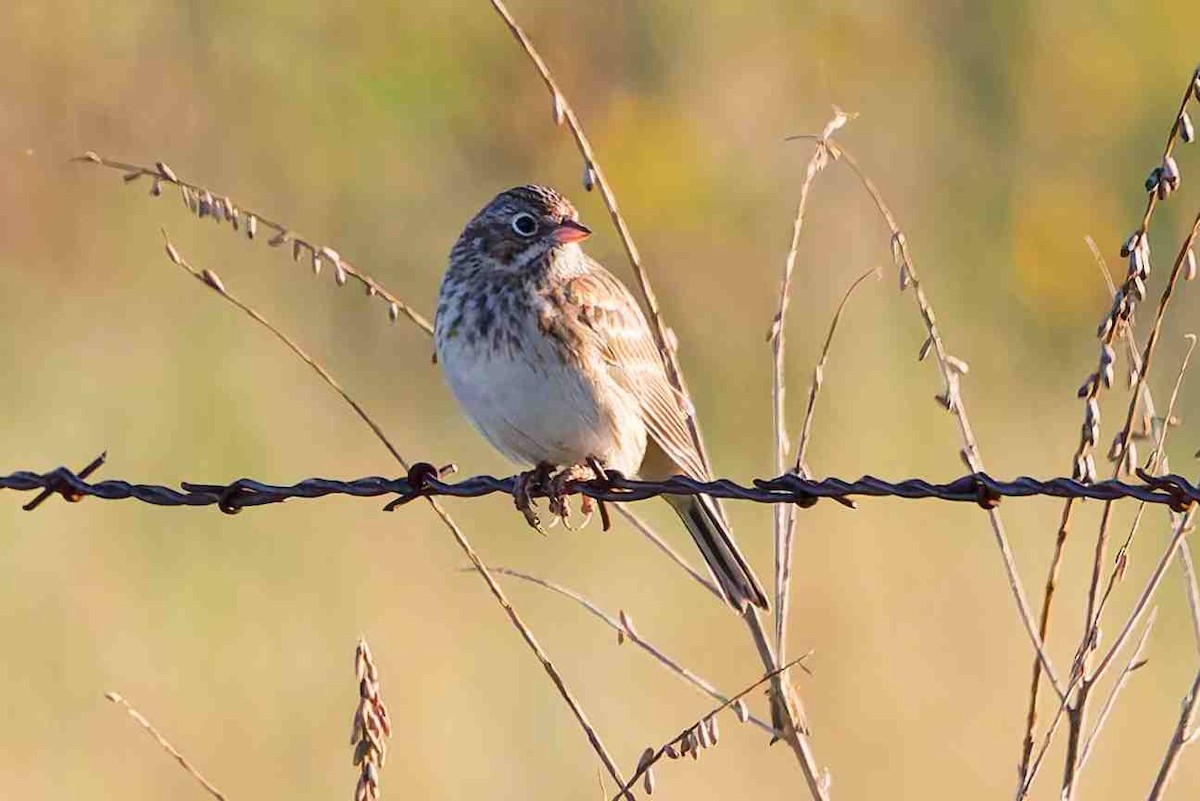 Vesper Sparrow - ML642129142