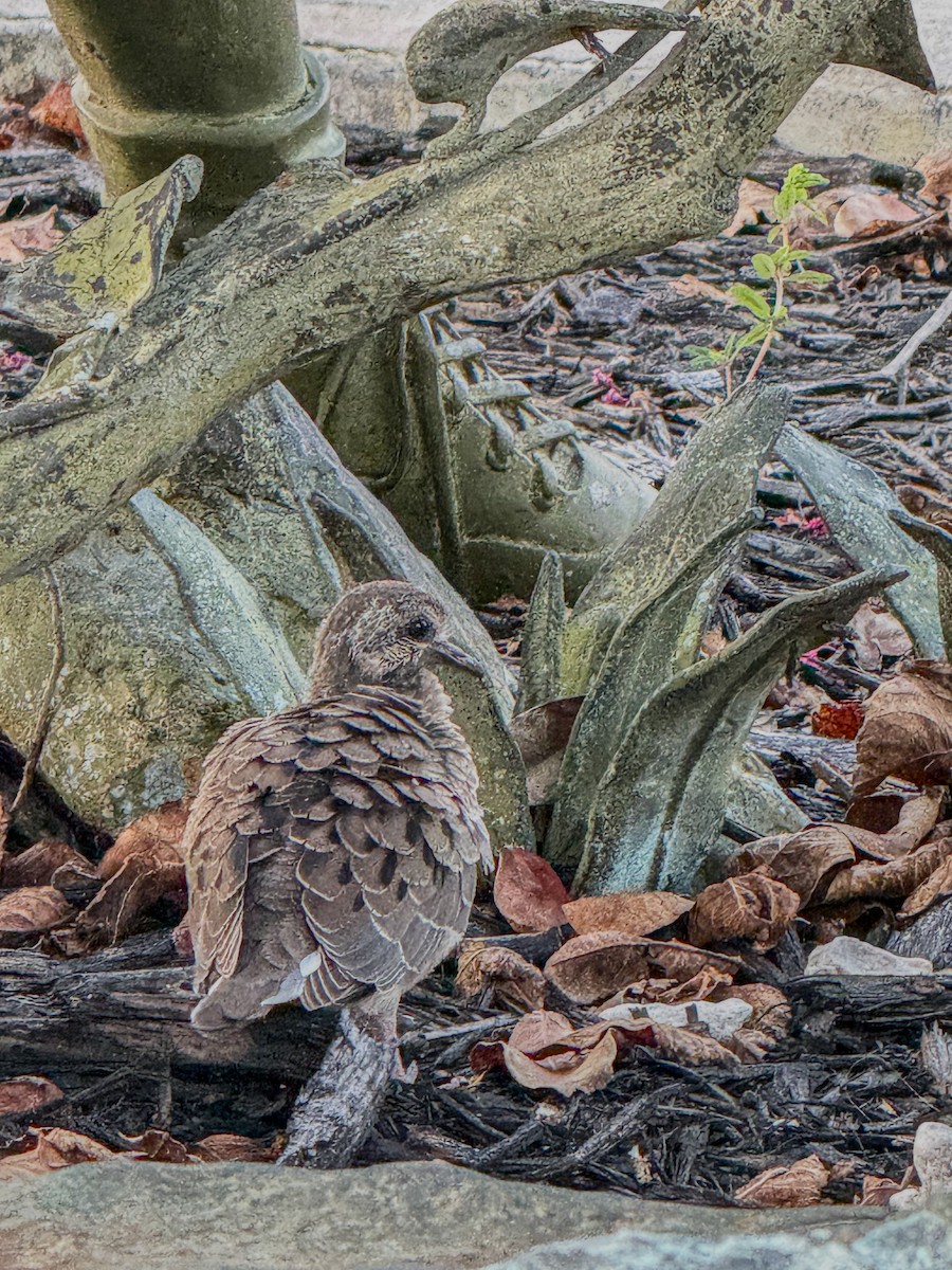 Mourning Dove - ML642129148
