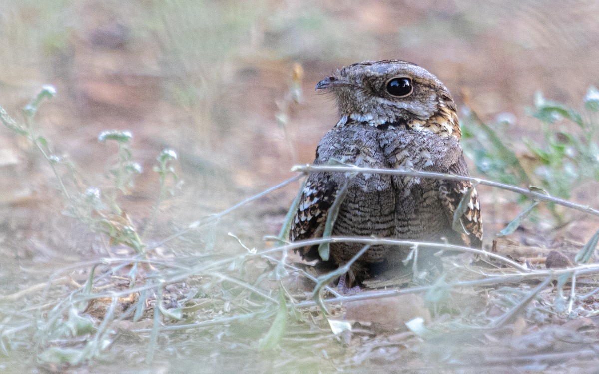 Red-necked Nightjar - ML642129150