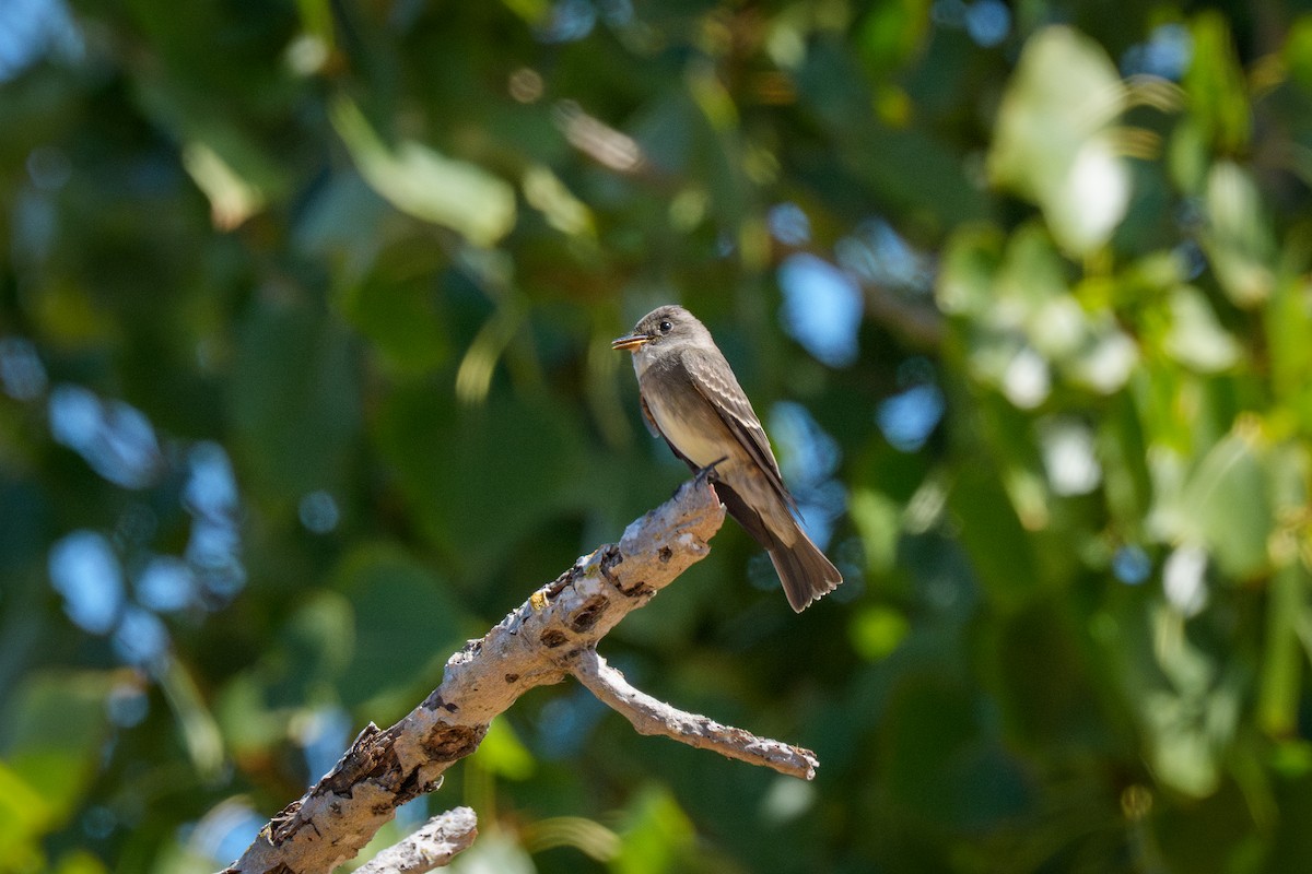 Western Wood-Pewee - ML642129153