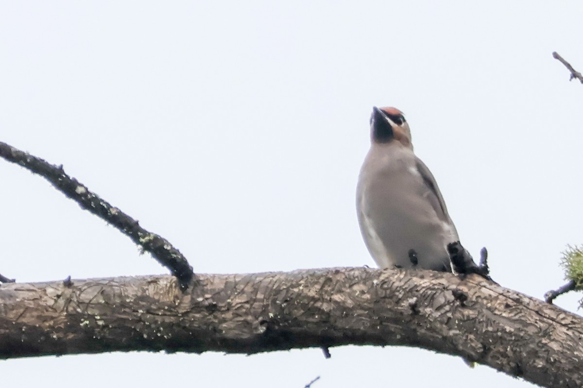 Bohemian Waxwing - ML642129155