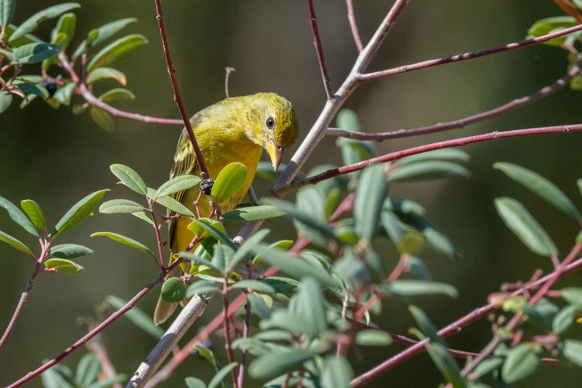 Western Tanager - ML642129173