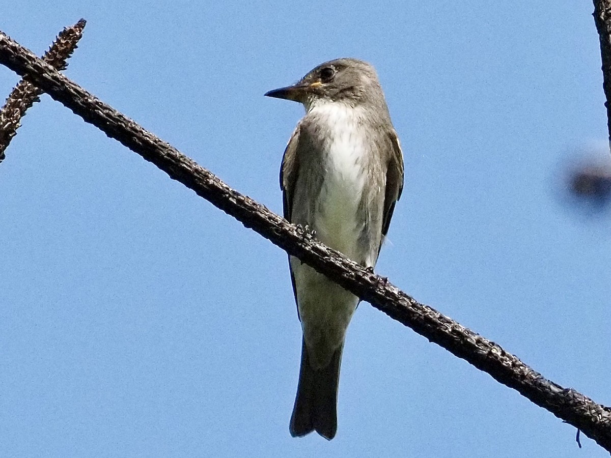 Olive-sided Flycatcher - ML642129178