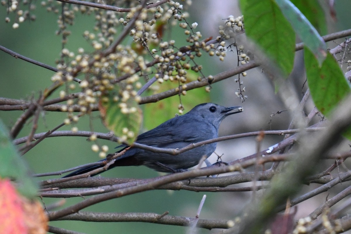 Gray Catbird - ML642129183