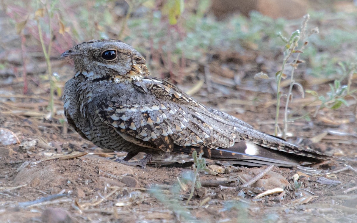 Red-necked Nightjar - ML642129185