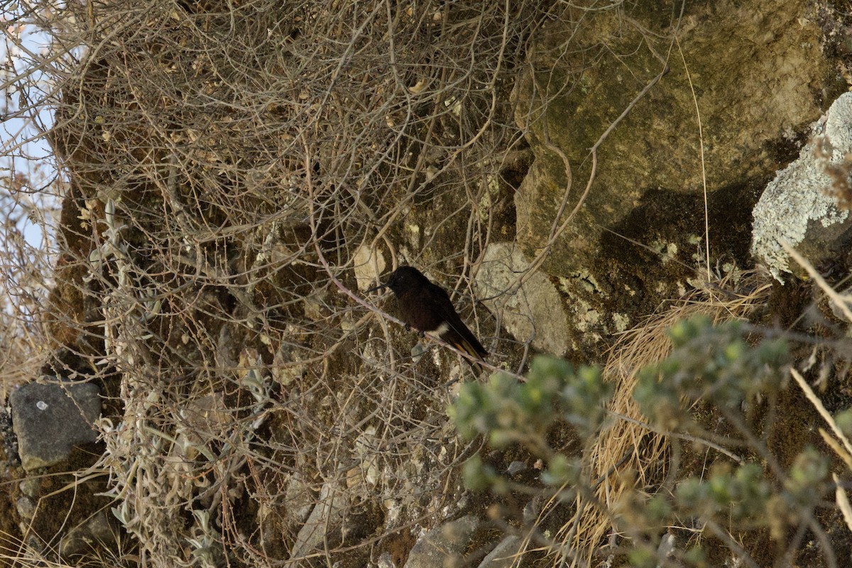Schwarzbauch-Glanzschwänzchen - ML642129187