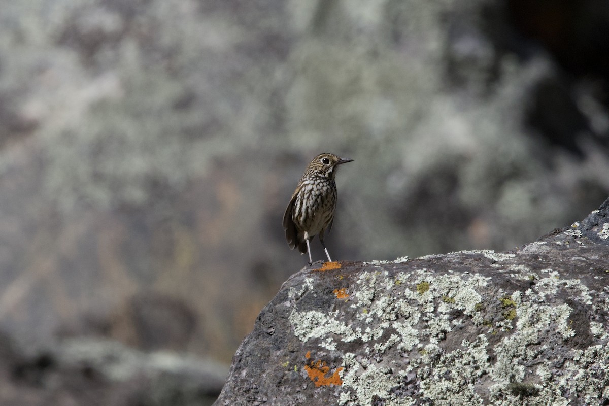 Strichelkopf-Ameisenpitta - ML642129191