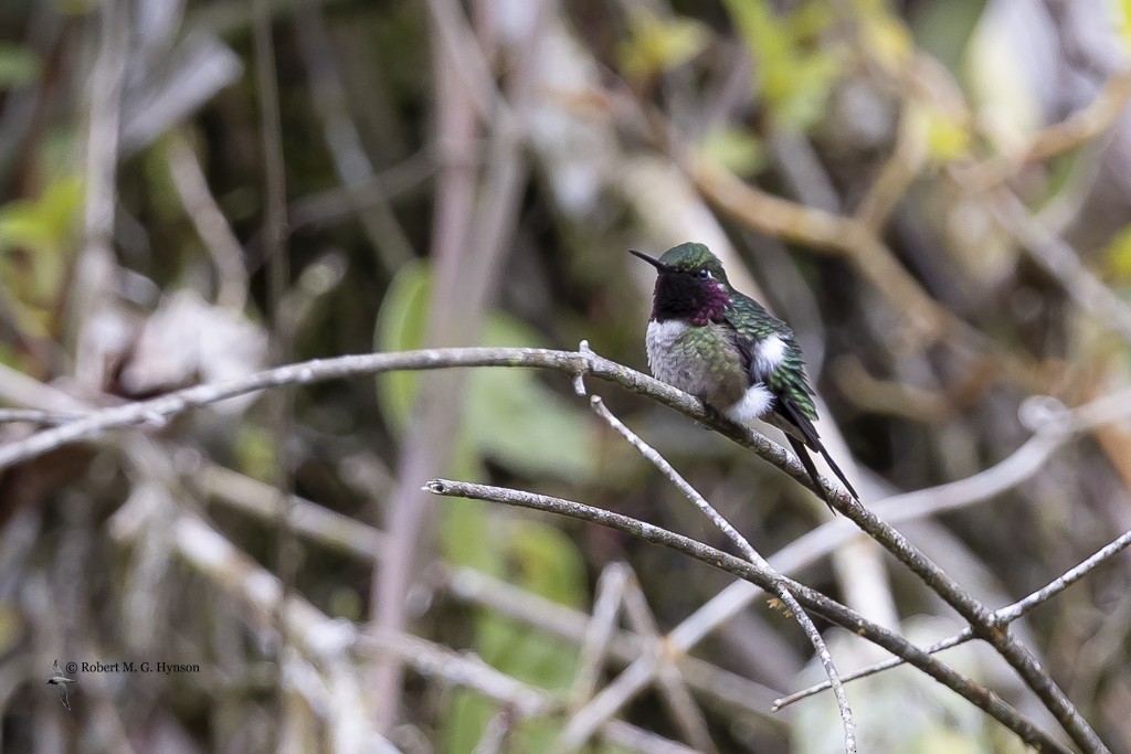 Colibrí Amatista - ML642129192