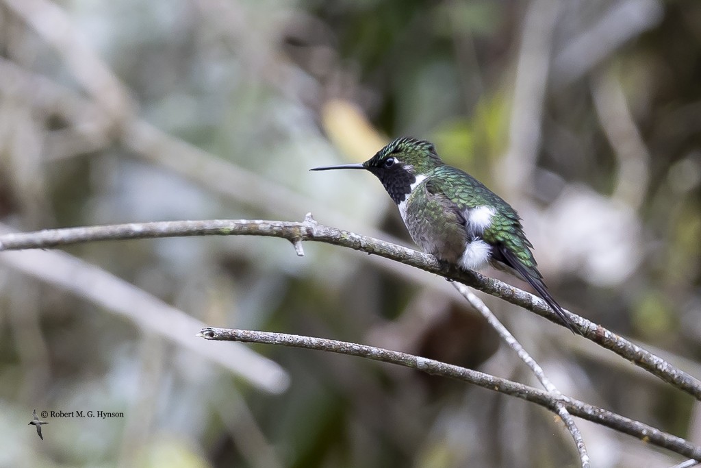 Colibrí Amatista - ML642129193