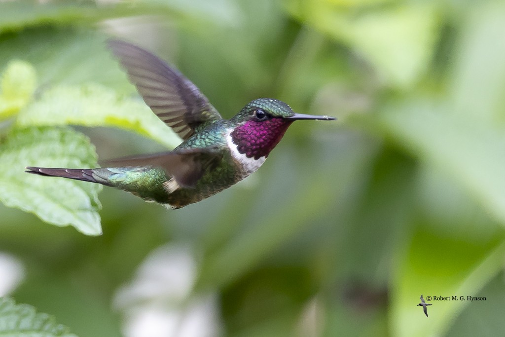 Colibrí Amatista - ML642129194