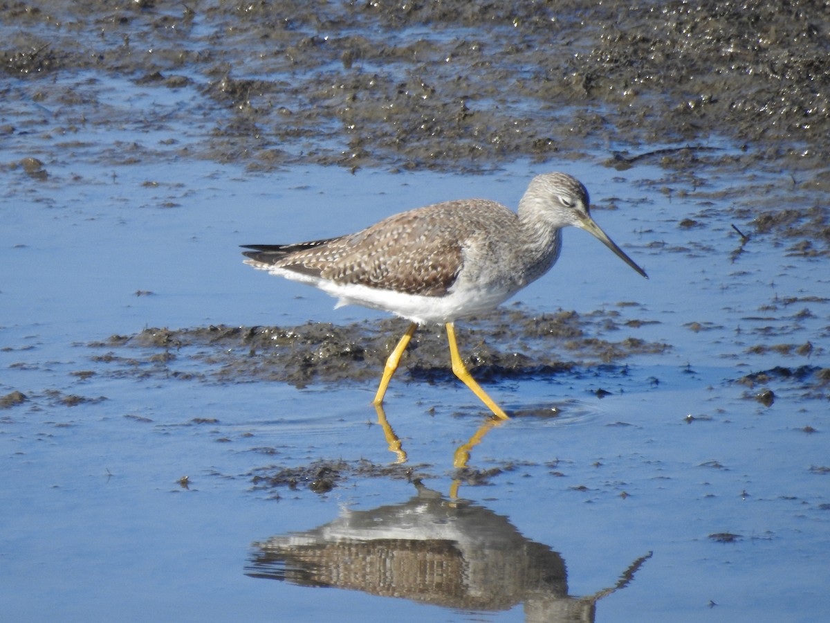 Greater Yellowlegs - ML642129200