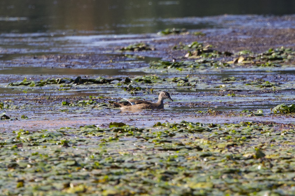 Wood Duck - ML642129206