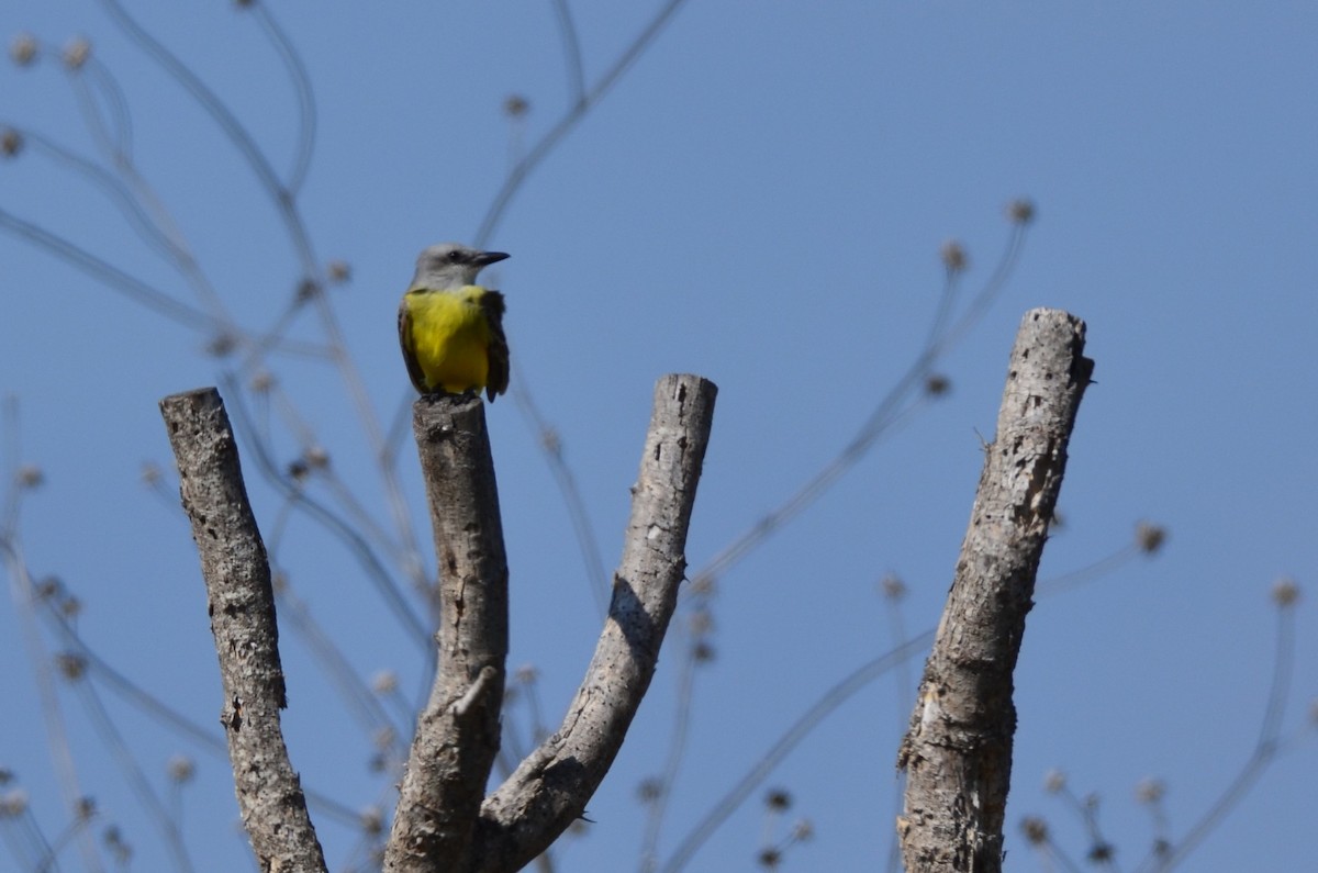 Couch's Kingbird - ML642129227