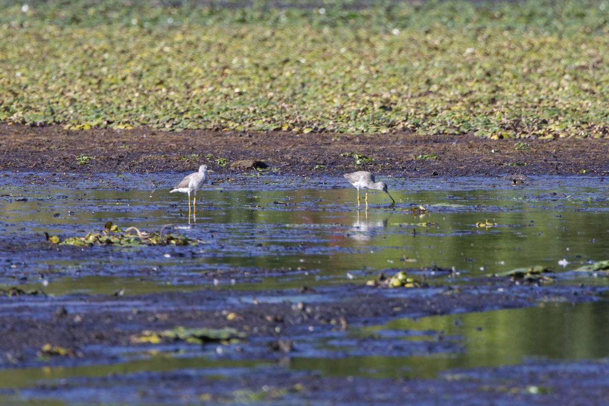 Greater Yellowlegs - ML642129236