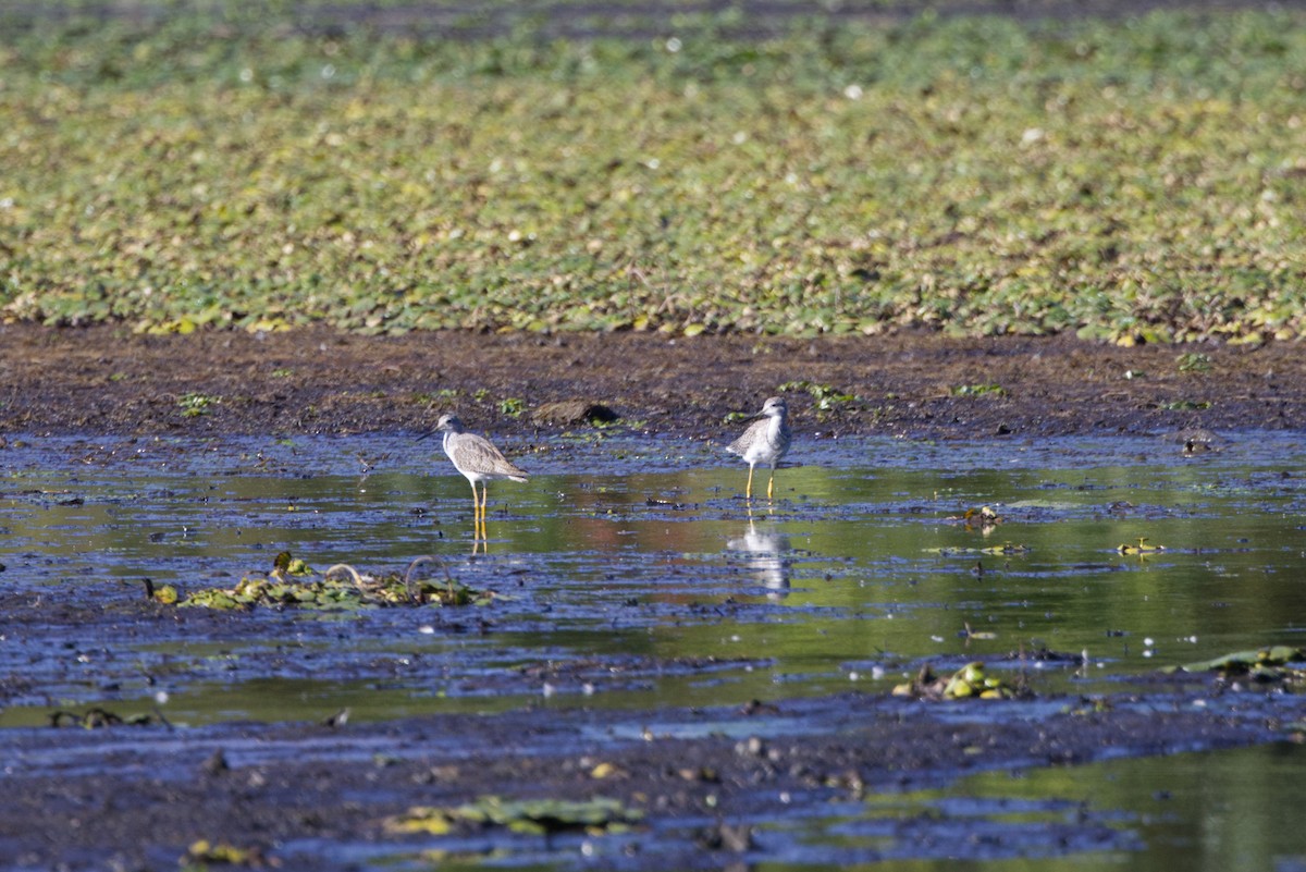 Greater Yellowlegs - ML642129237