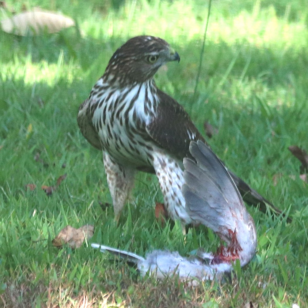 Cooper's Hawk - ML642129238