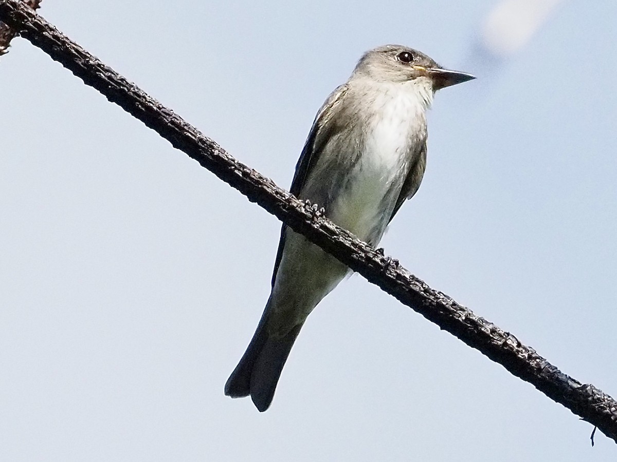 Olive-sided Flycatcher - ML642129243