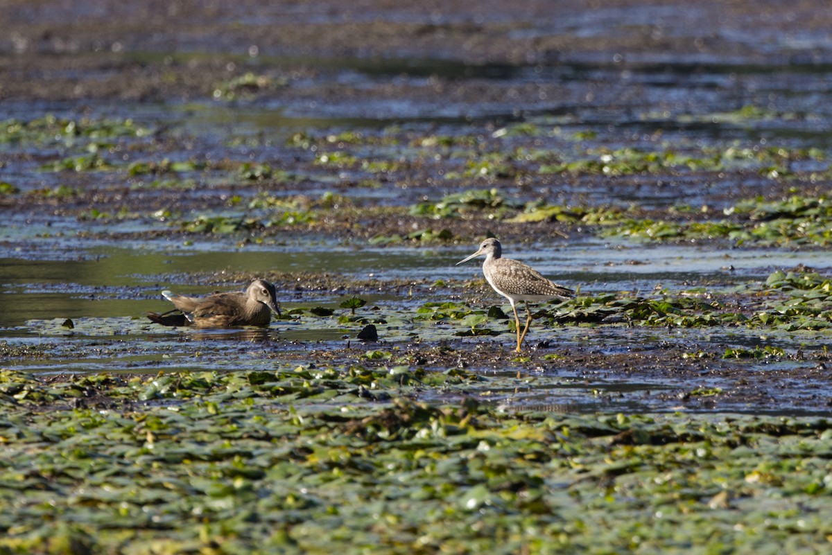 Greater Yellowlegs - ML642129250