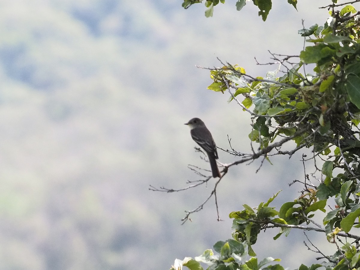 Western Wood-Pewee - ML642129257