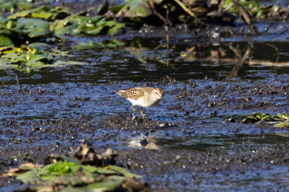 Least Sandpiper - ML642129262