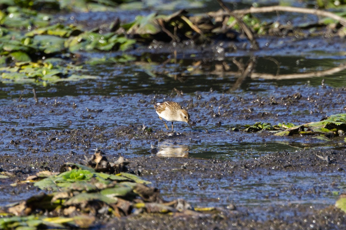 Least Sandpiper - ML642129263