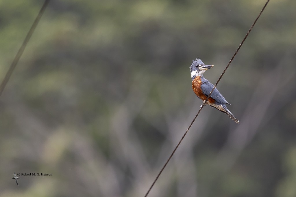 Ringed Kingfisher - ML642129265