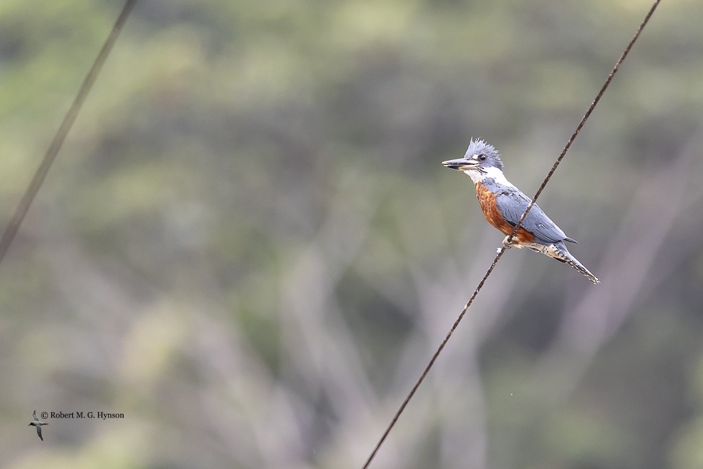 Ringed Kingfisher - ML642129266