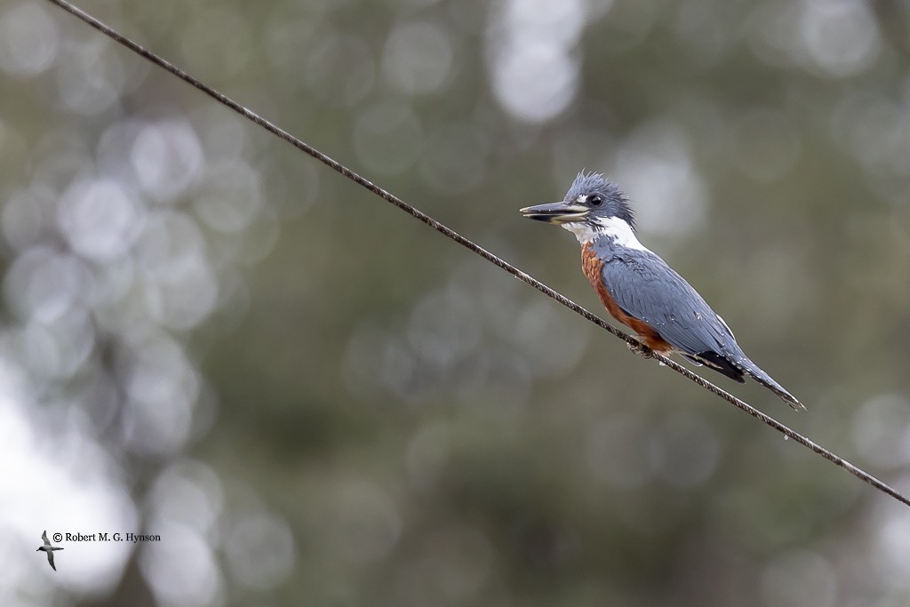 Ringed Kingfisher - ML642129267