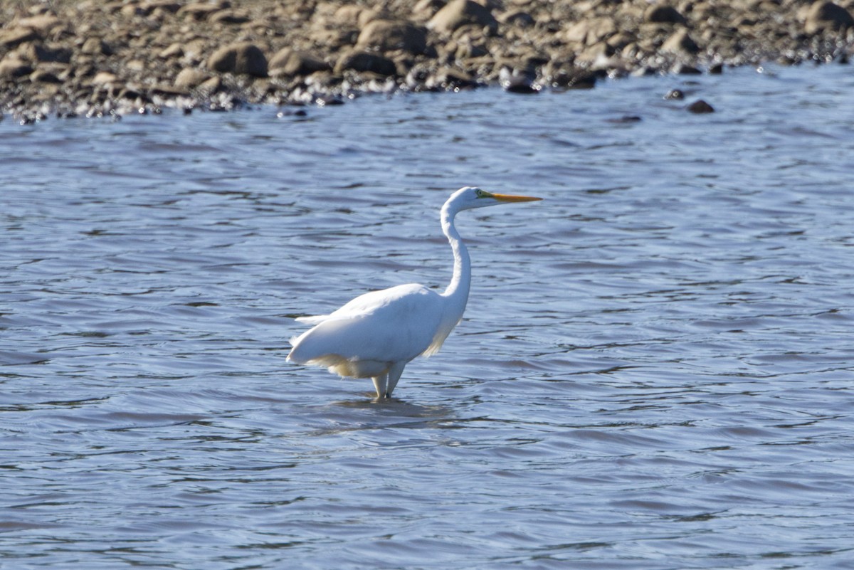 Great Egret - ML642129273