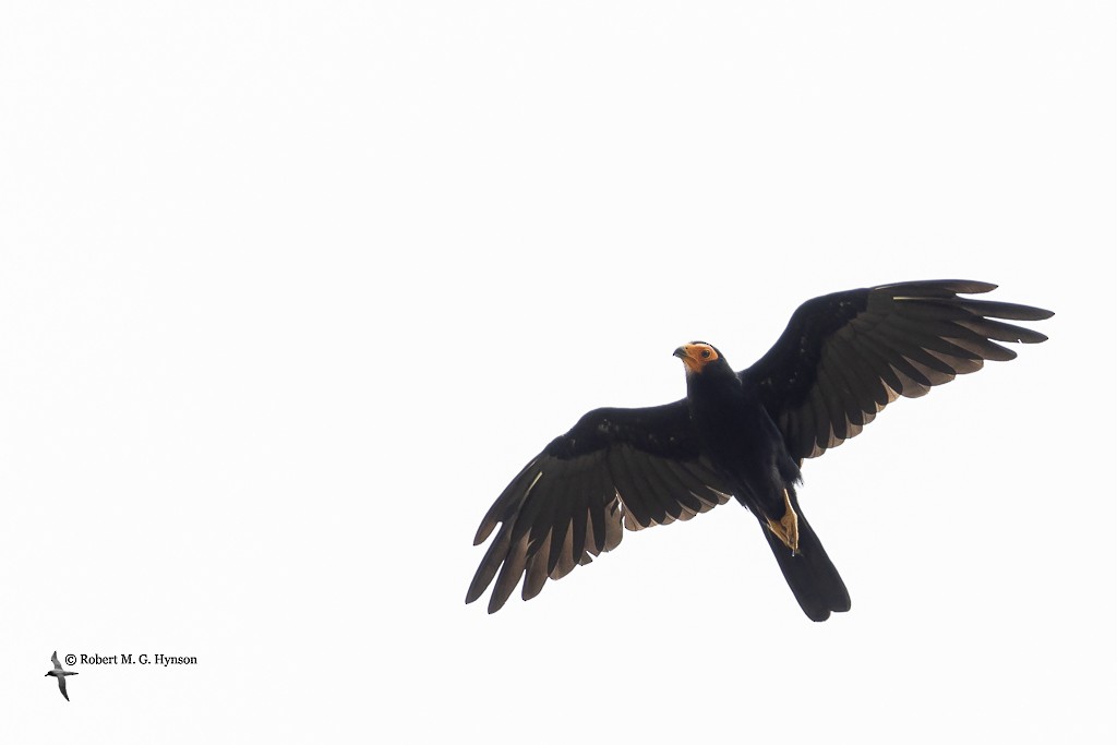 Black Caracara - ML642129275