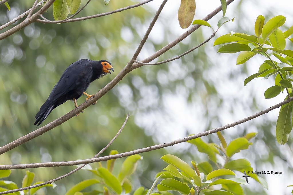 Black Caracara - ML642129276