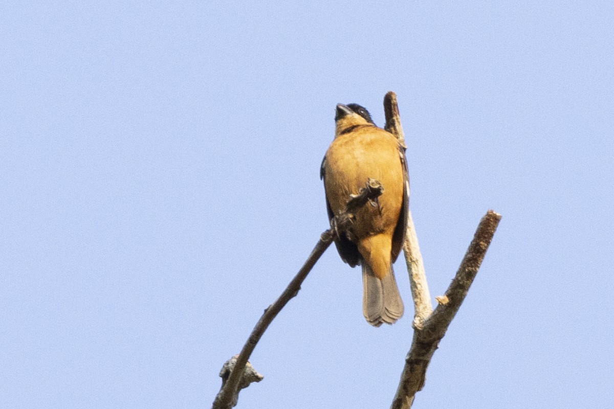 Cinnamon-rumped Seedeater - ML642129279