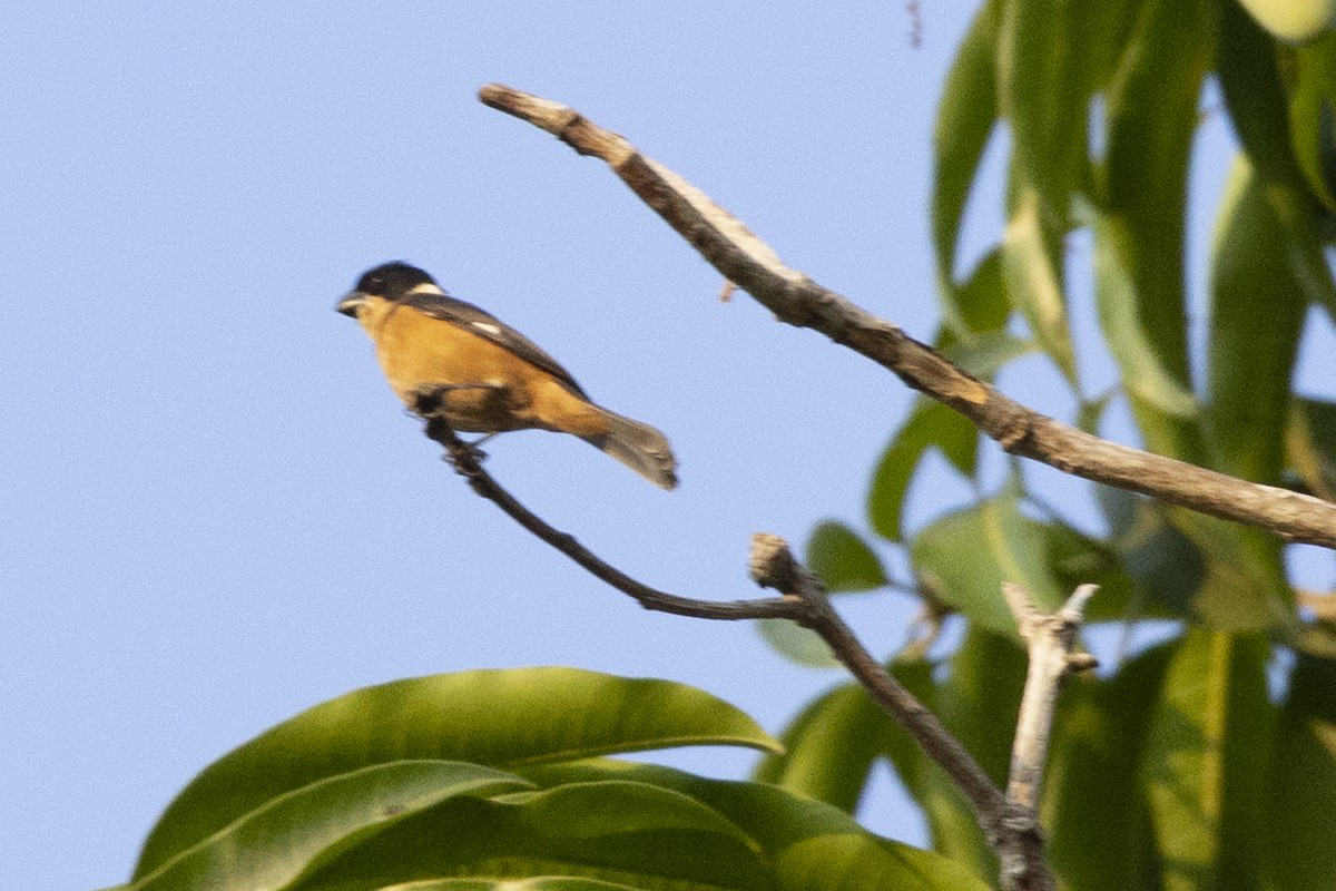 Cinnamon-rumped Seedeater - ML642129280