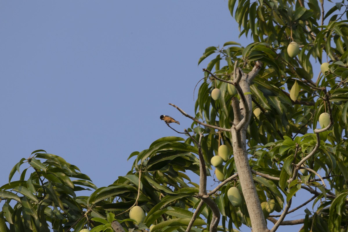 Cinnamon-rumped Seedeater - ML642129281