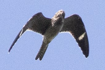 Common Nighthawk - ML642129282