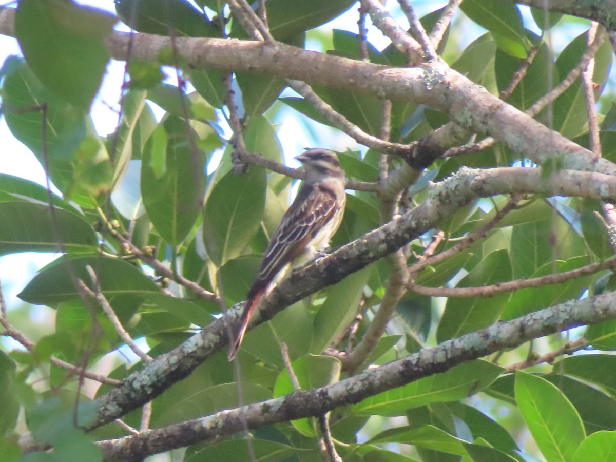 Variegated Flycatcher - ML642129283