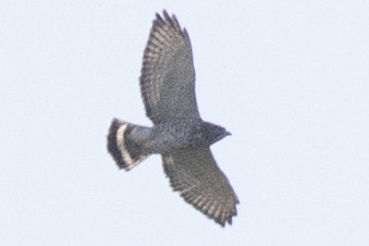 Broad-winged Hawk - ML642129285